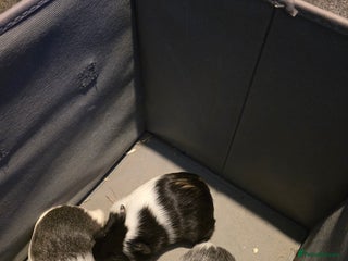 Guinea Pig rodents 3 male guineapigs - Advert 14