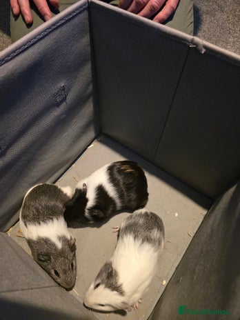 Guinea Pig rodents 3 male guineapigs - Advert 4