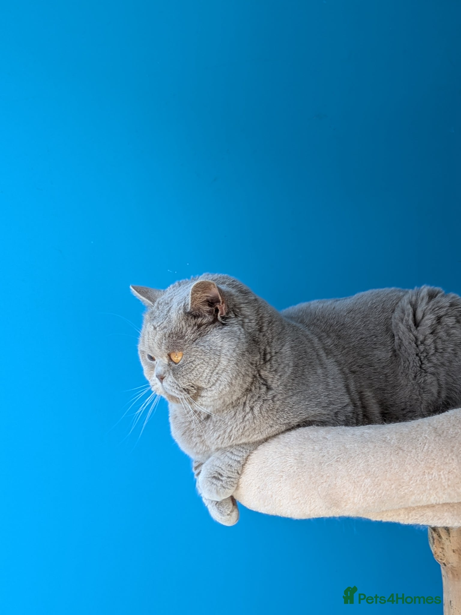 British Shorthair cats Champion 🏆 BSH stud  - Advert 5