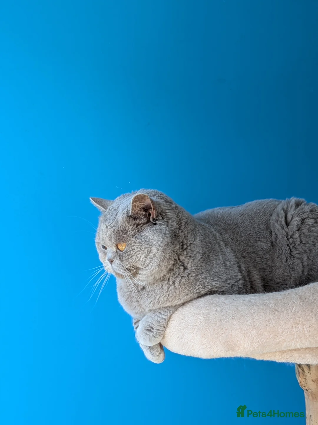 British Shorthair cats for stud: Champion 🏆 BSH stud  - Advert 1