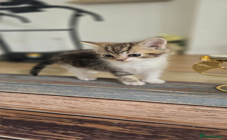 Persian cats - Advert 12
