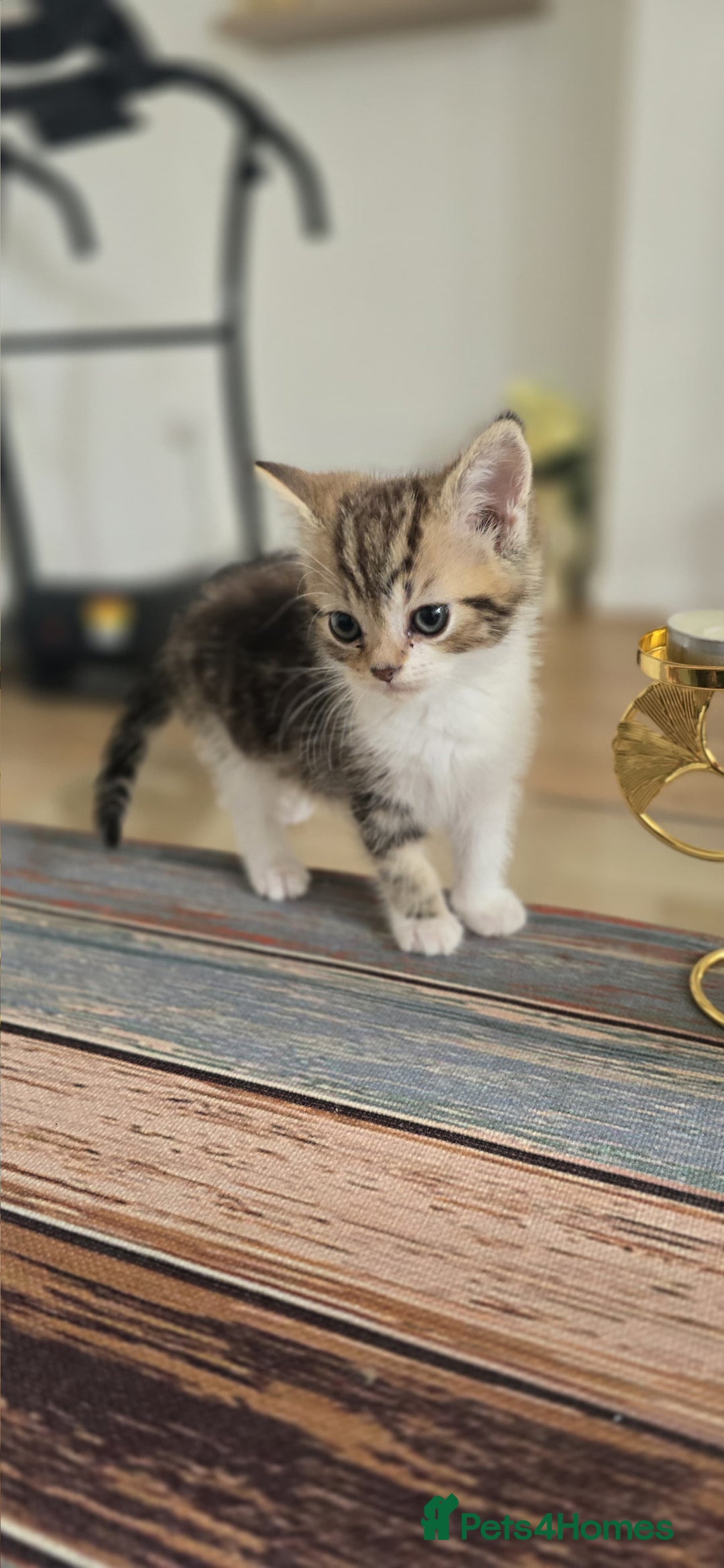 Persian cats for sale: Miss  - Image 1