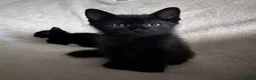 Mixed Breed cats for sale: Kittens - Advert 4