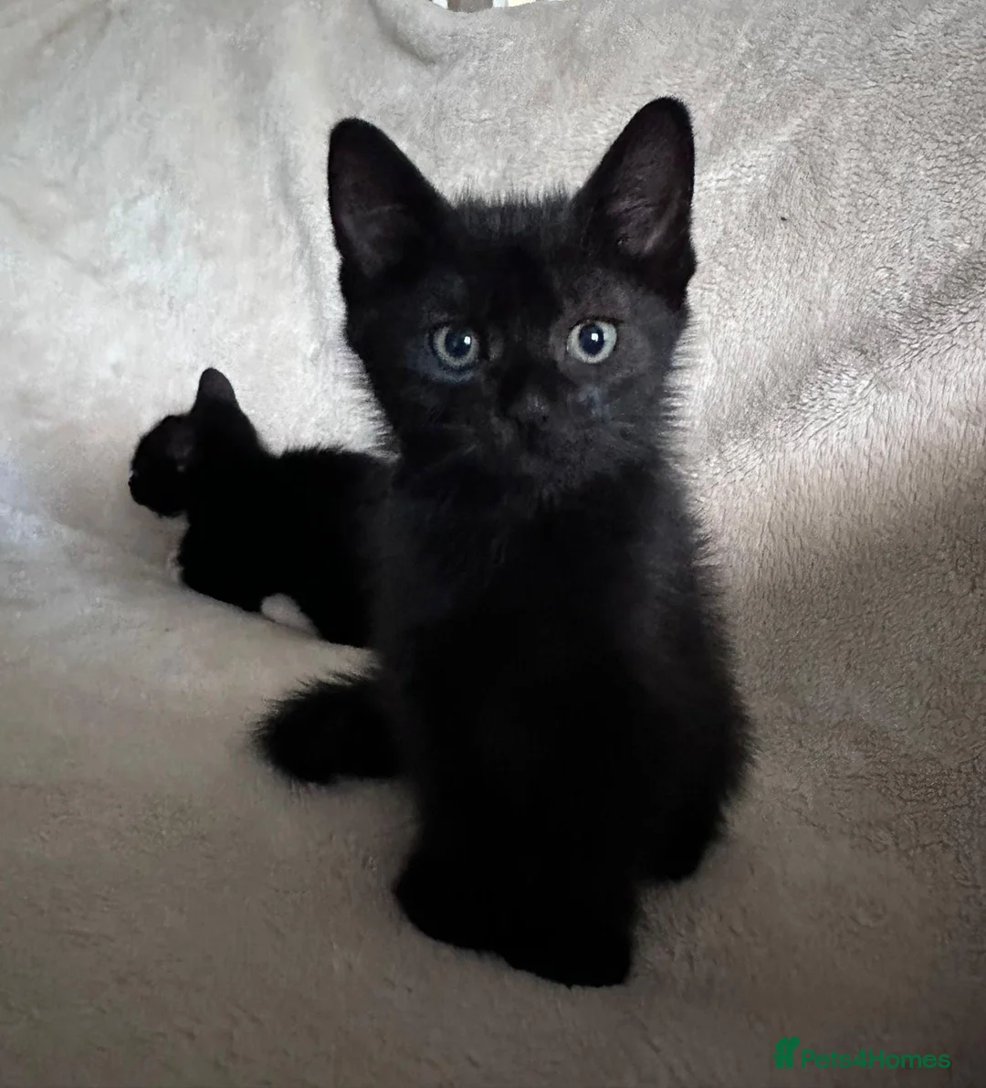 Mixed Breed cats for sale: Kittens - Advert 4