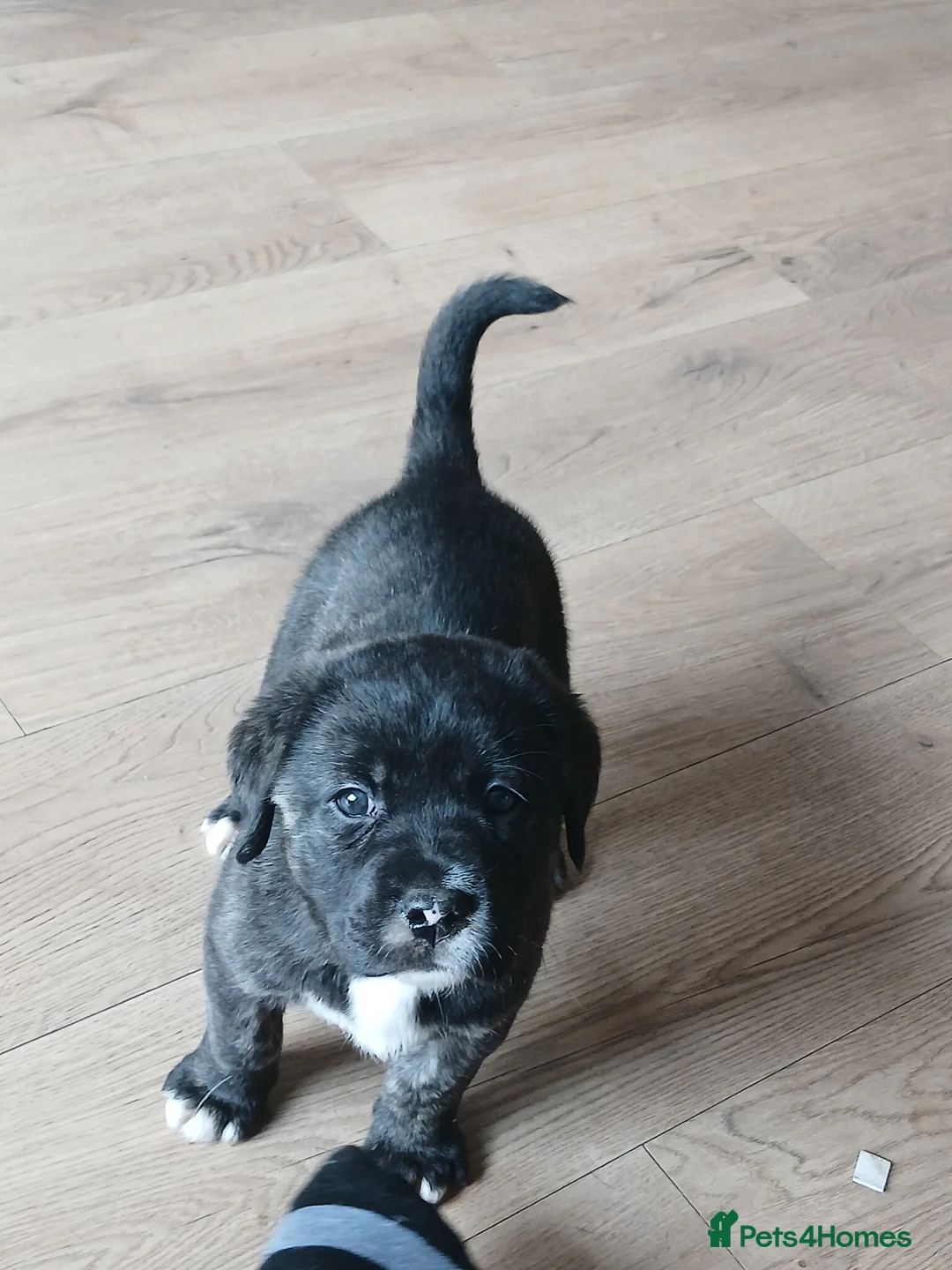 Mixed Breed dogs for sale: American bulldog/cane Corso  - Advert 9