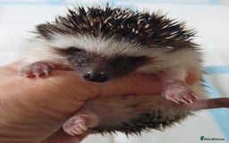Pygmy Hedgehog rodents for sale: Full pedigree Baby African pygmy hedgehog  - Image 5