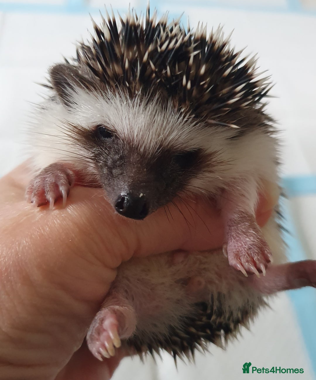Pygmy Hedgehog rodents for sale: Full pedigree Baby African pygmy hedgehog  - Image 5