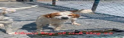 Mixed Breed dogs for adoption: Clown boy, 6 yrs approx. Available for adoption. - Advert 3