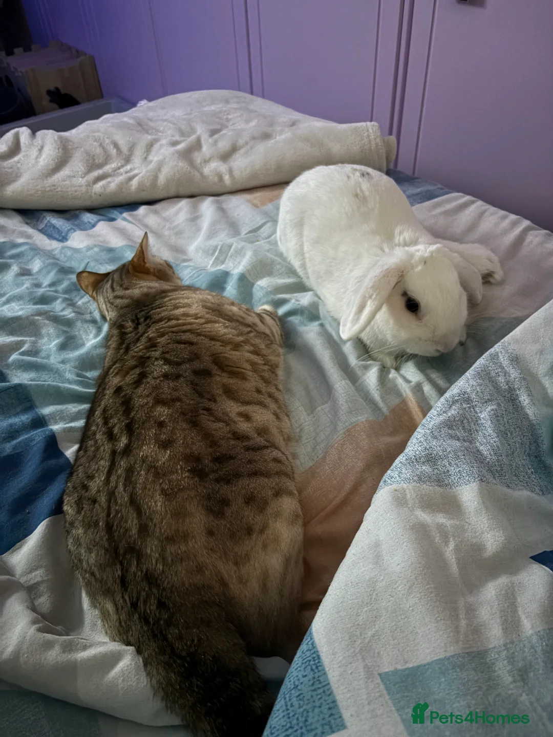 Mixed Breed rabbits for sale: Rabbit  - Advert 2