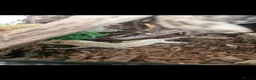 Gecko reptiles for sale: Crested Gecko in Rotherham - Advert 1