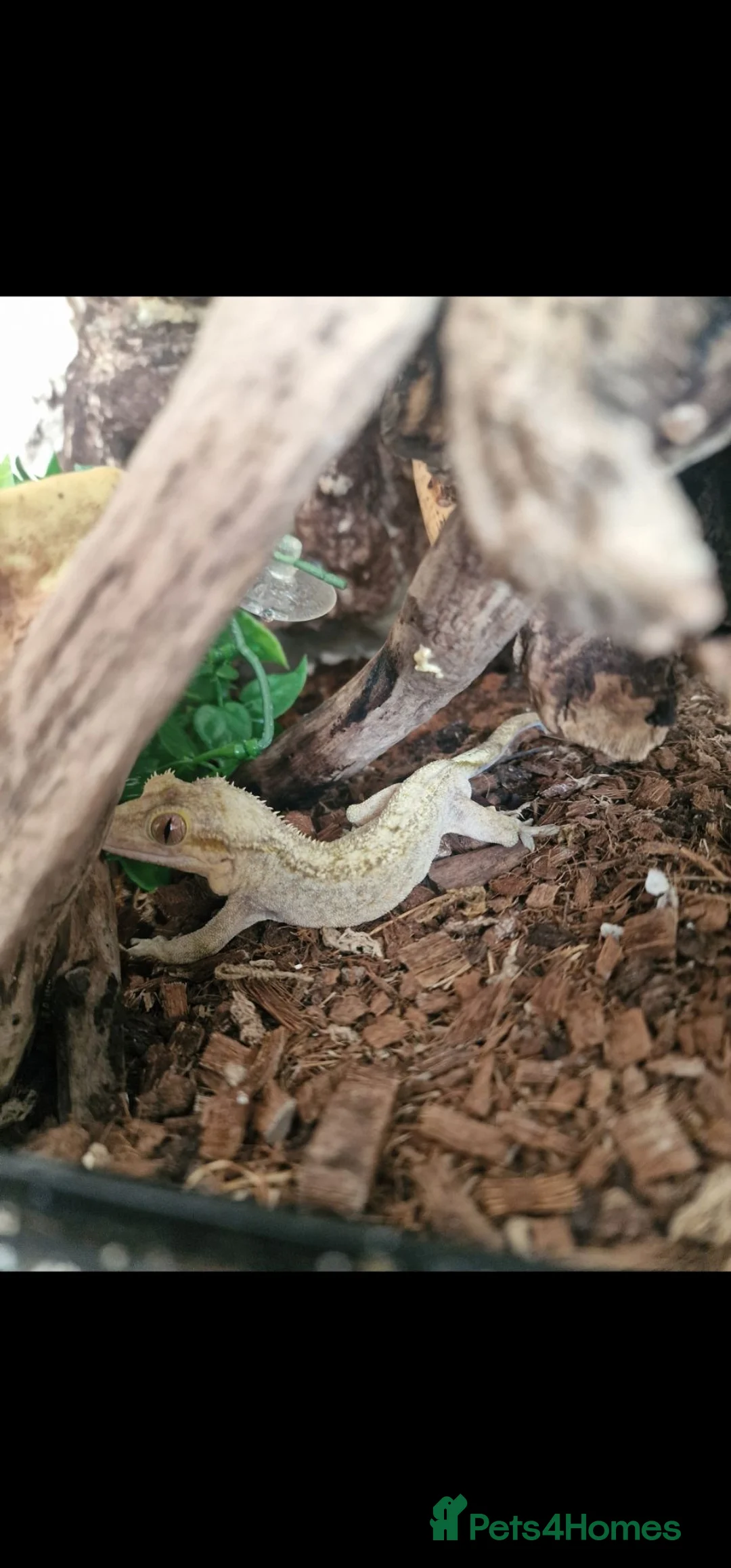 Gecko reptiles for sale: Crested Gecko in Rotherham - Advert 1