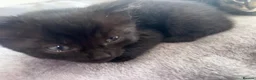 Mixed Breed cats for sale: Mixed breed kittens in Huntingdon - Advert 11