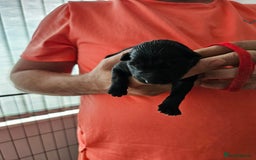 German Shepherd dogs for sale: German shepherd  - Image 6