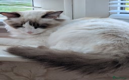 Ragdoll cats for sale: Ragdoll cat  - Image 5