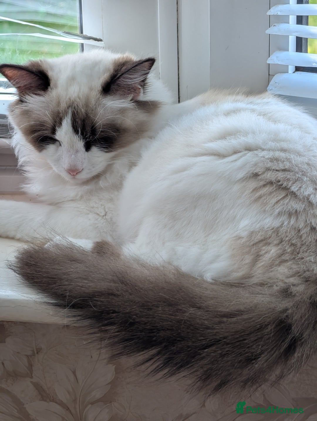 Ragdoll cats for sale: Ragdoll cat  - Image 5