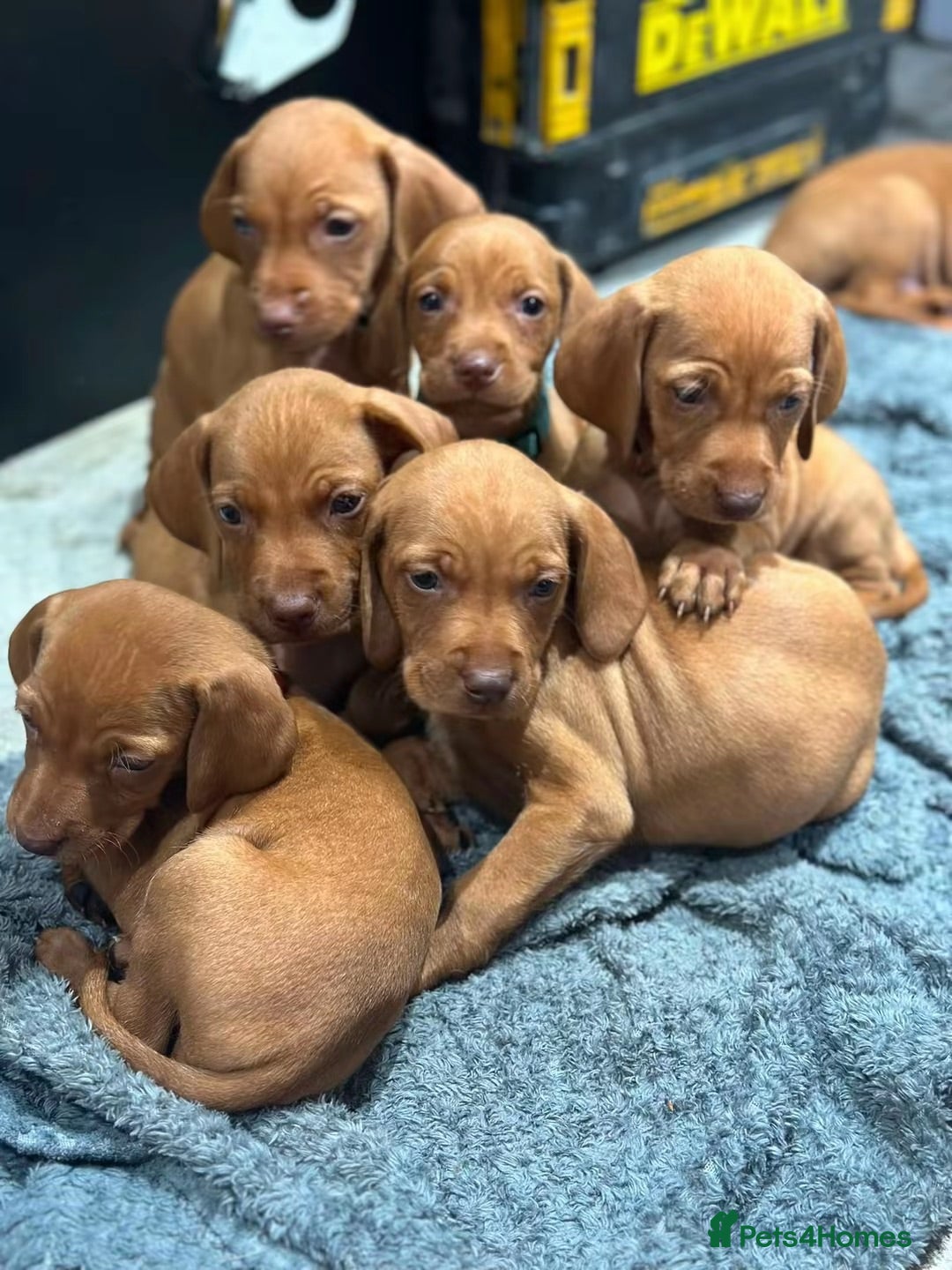 Hungarian Vizsla dogs Stunning Hungarian vizsla puppies x9 - Advert 2