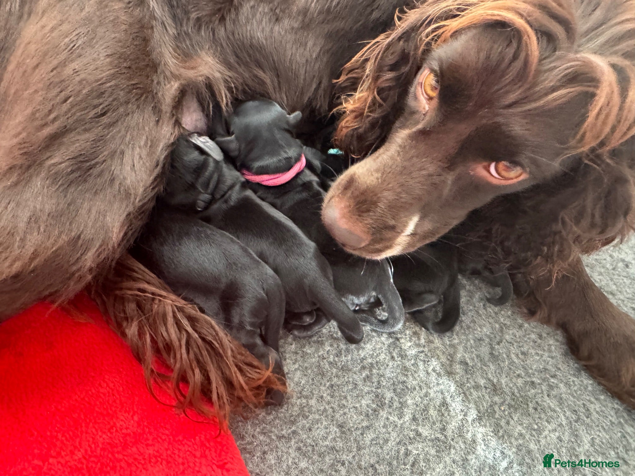 Cockapoo dogs Beautiful F1 Cockapoo Puppies - Raised with Love - Advert 2