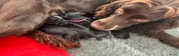Cockapoo dogs for sale: Beautiful F1 Cockapoo Puppies - Raised with Love - Advert 2