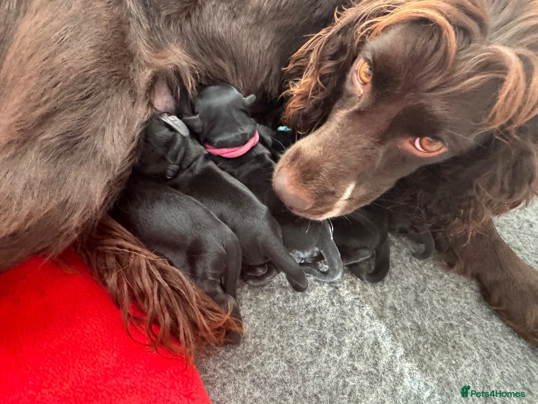 Cockapoo dogs for sale: Beautiful F1 Cockapoo Puppies - Raised with Love - Advert 2