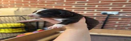 Mixed Breed dogs for sale: Cocker cross Collie puppies in Gosport - Advert 7