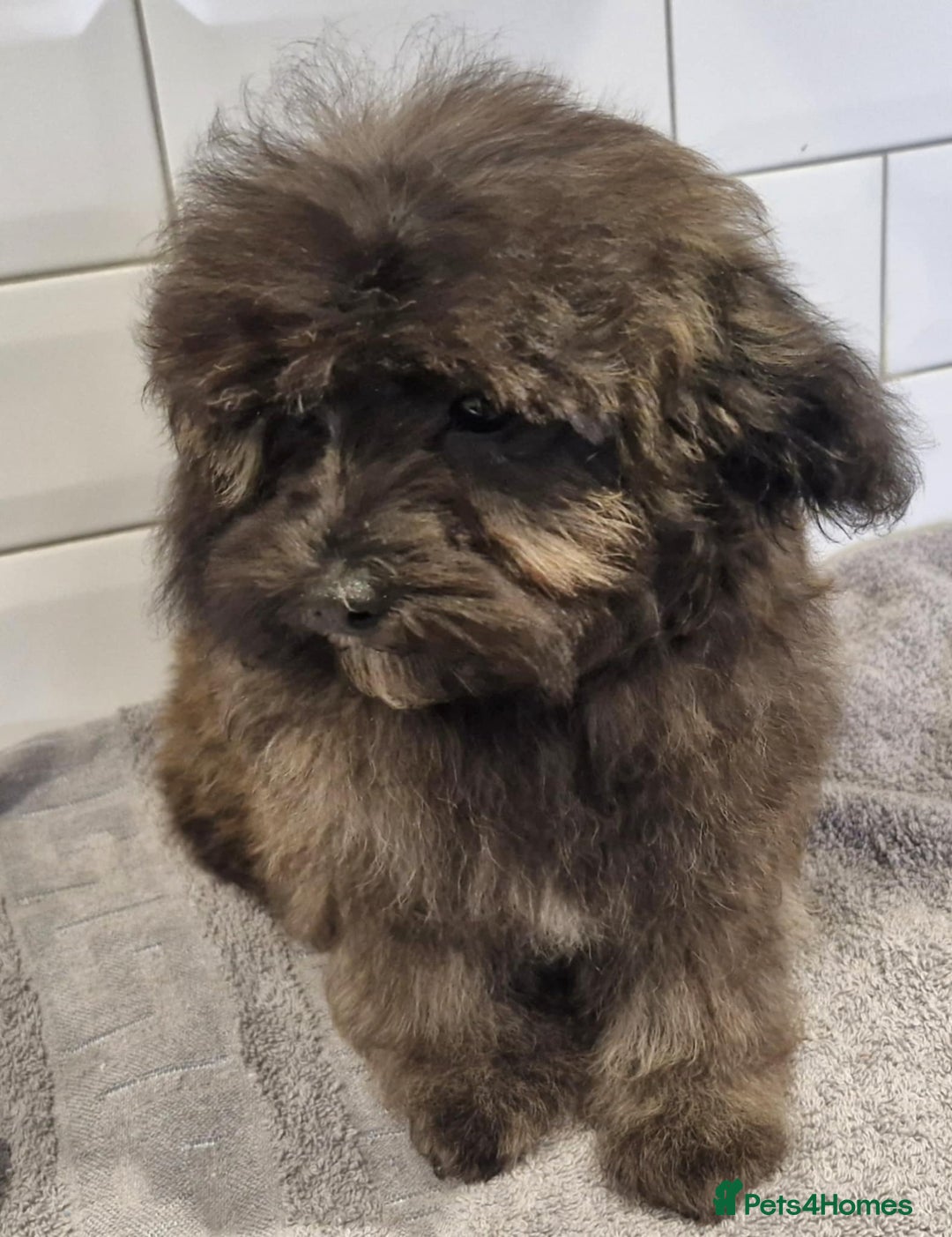 Maltipoo dogs for sale: Beautiful MALTIPOO Puppies - Reduced! - Image 4