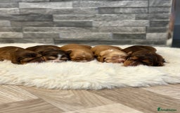 Cocker Spaniel dogs for sale: Show cocker spaniel puppies  - Image 1