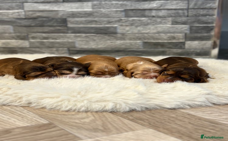 Cocker Spaniel dogs - Advert 11