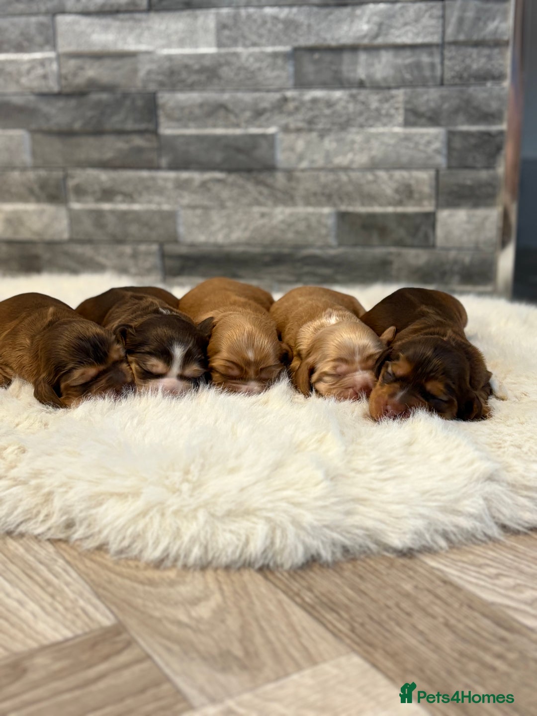 Cocker Spaniel dogs for sale: Show cocker spaniel puppies  - Image 1