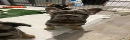 French Bulldog dogs for sale: KC registered French Bulldog puppies - Advert 19