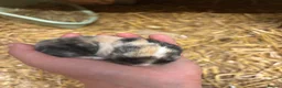Mini Lop rabbits for sale: Mini Lop Bunnies  - Advert 7