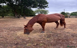 English Thoroughbred horses for sale: Five winds bunny b  - Image 14