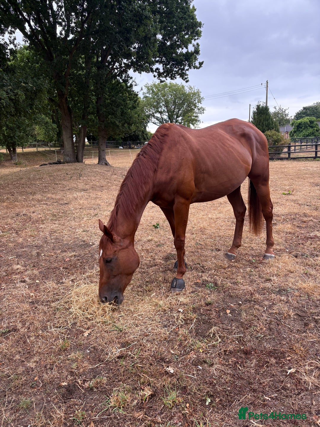 English Thoroughbred horses for sale: Five winds bunny b  - Image 14