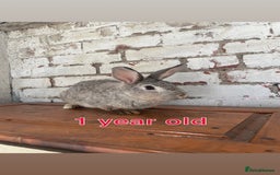 Mixed Breed rabbits for sale: Free rabbits  - Image 2