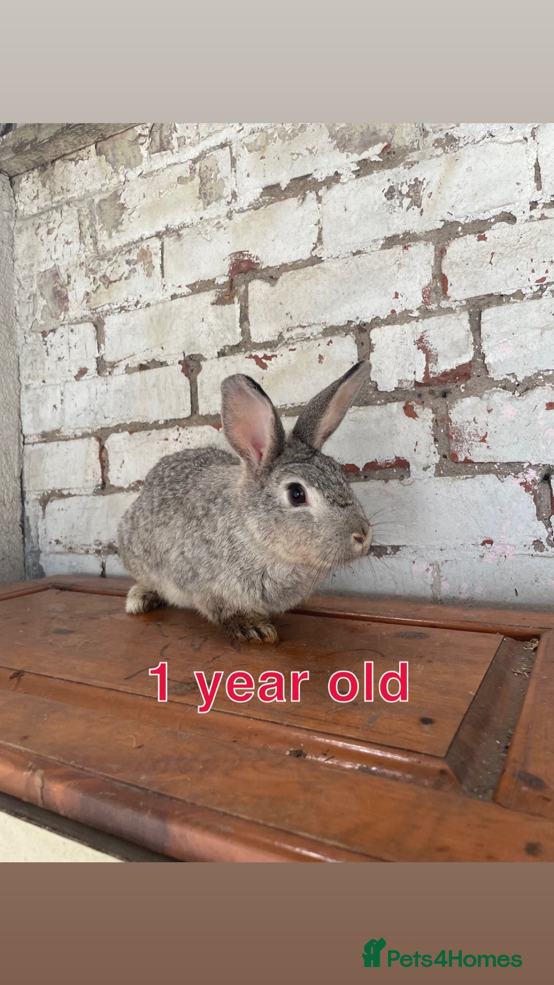 Mixed Breed rabbits for sale: Free rabbits  - Image 2