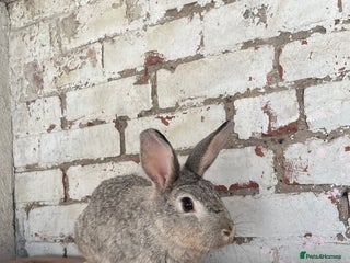 Mixed Breed rabbits - Advert 3