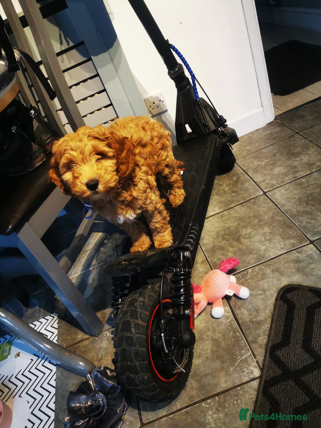 Cockapoo dogs for sale: 9 week old cocokerpoo - Advert 3