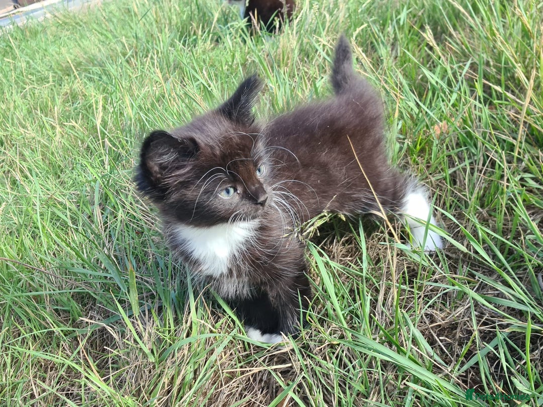 Siamese cats for sale: STUNNING FLUFFY LYNXPOINT CROSS KITTENS - Image 6