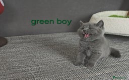 British Shorthair cats for sale: British Shorthair (last girl left) - Image 21