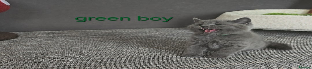 Green boy