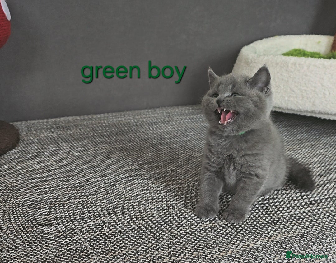 British Shorthair cats for sale: British Shorthair (last girl left) - Image 21
