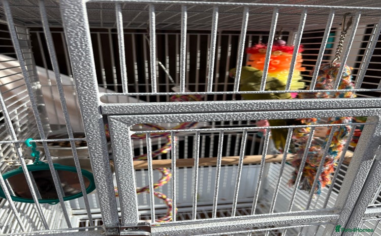 Parakeets birds - Advert 1