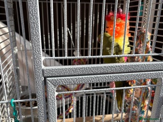 Parakeets birds - Advert 1