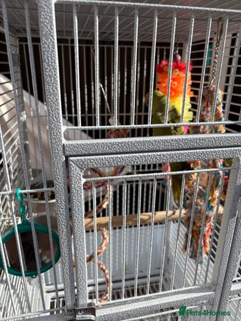 Parakeets birds - Advert 1