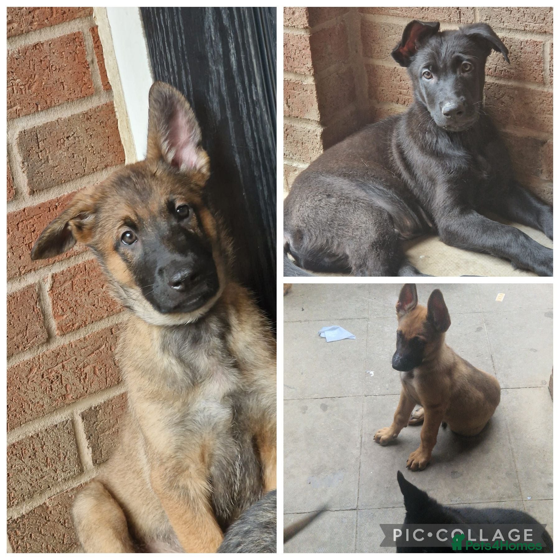 German Shepherd dogs Last 3 left 🐶 GERMAN SHEPHERD PUPPIES  - Advert 1