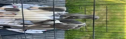 Whippet dogs for sale: Stunning kc whippet puppy’s  - Advert 13
