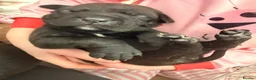 Mixed Breed dogs for sale: Cane corso cross pups for sale  in Airdrie - Advert 17