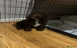 Cockapoo dogs for sale: Hazel the cockapoo  - Advert 5