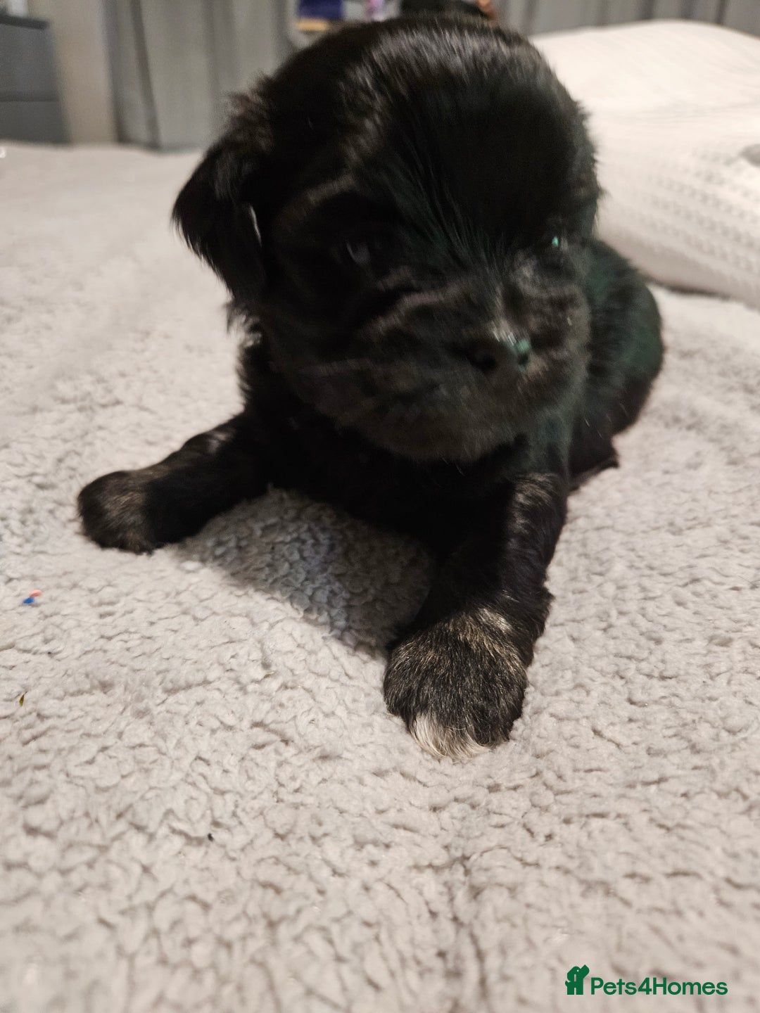 Lhasa Apso dogs for sale: Lhasa apao pups  - Image 9