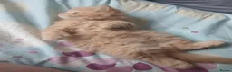 Mixed Breed cats for sale: Beautiful pair of kittens.  in Abergavenny - Advert 2