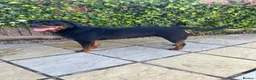 Rottweiler dogs for sale: 3 year old Rottweiler  in Burnley - Advert 2